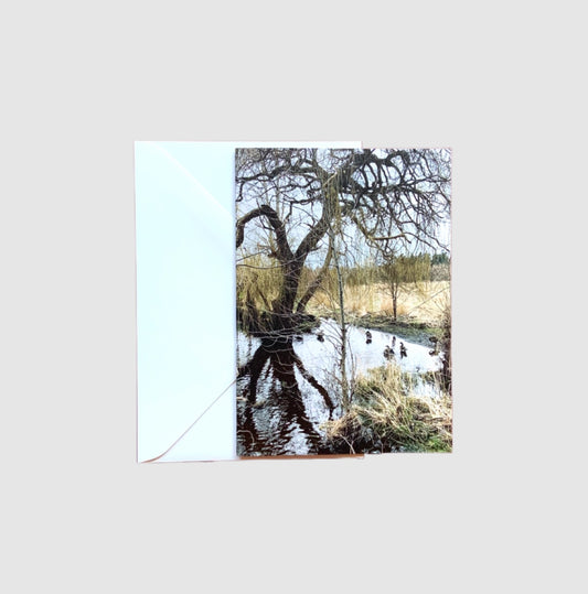 Greeting Card - Geese at Swan Lake