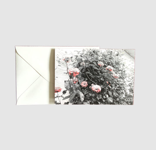 Greeting Card - Black & White Roses with Pink