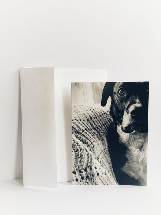 Greeting card with an image of a cute black dog with a white chest staring straight into the camera