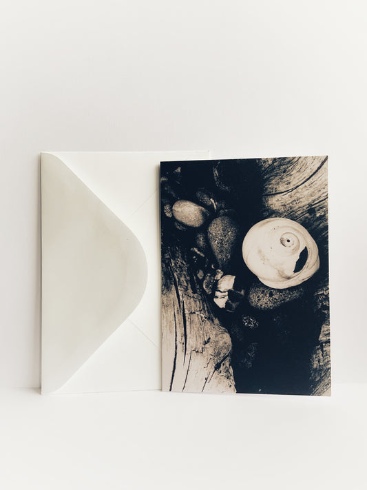 Greeting card with an image of a moon snail shell on beach wood