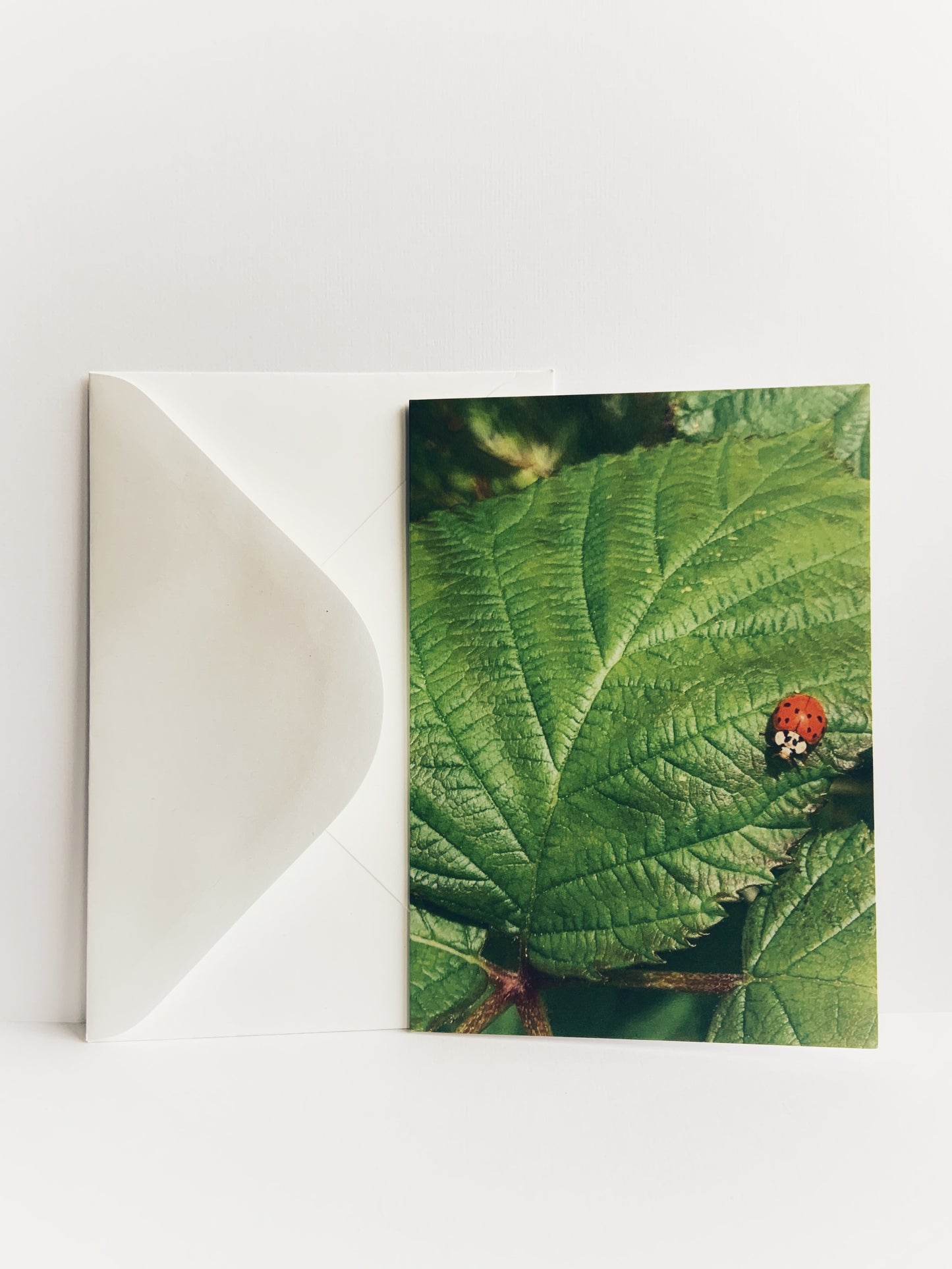 Greeting card with an image of a ladybug on a bright green leaf